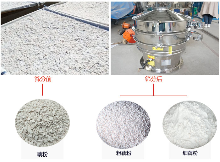 蓮藕淀粉曬干，采用304不銹鋼材質(zhì)藕粉振動(dòng)篩篩分后前后對(duì)比效果圖展示。